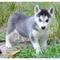 Lindo y adorable husky siberiano cachorros