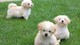 Listo ahora Fabulous Maltipoo Pupps - Foto 1