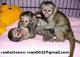 Monos bien entrenados y bebés de chimpancés para la venta - Foto 1