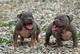 Ofrece sus preciosos cachorritos de american pit bull