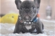 Preciosa cachorra de bulldog frances con vacunas - Foto 1