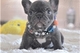 Preciosa cachorrita de bulldog frances criada en familia y es muy