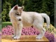 Precioso husky Siberiano cachorros - Foto 1