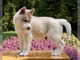 Precioso husky siberiano cachorros