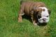 Preciosos cachorros bulldog englsh - Foto 1