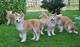 Preciosos cachorros de akita inu pura raza