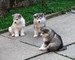 Preciosos cachorros de Alaska - Foto 1