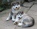 Preciosos cachorros de Alaska - Foto 2