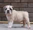 Preciosos cachorros de bulldog ingles para la venta