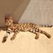 Regalar gatitos de sabana de alta calidad para su adopción