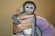 Regalo amigables monos capuchinos para adopción