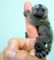 Regalo bebé Tití monos para adopción - Foto 1