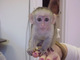 Regalo bebés monos capuchinos para disponibles