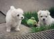 Regalo cachorros bichonn malteses a