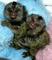 Regalo dos monos titis y monos capuchinos adorables