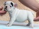 Regalo excelentes cachorros de bulldog francés para su adopción - Foto 1