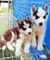 Regalo fantástico husky siberiano cachorros para su adopción