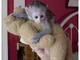 Regalo glorioso monos capuchinos listo