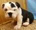 Regalo hermosos cachorros bulldog inglés para su adopción