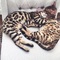 Regalo increíble gatitos de bengala para su adopción