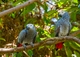 Regalo increíble gris africano loros para su adopción