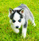 Regalo lindo y perros husky siberiano especiales para su adopción