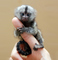 Regalo mono marmota pigmeo disponible