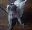 Regalo Monos capuchinos bebé bien entrenados - Foto 1