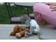 Regalo monos capuchinos dulces para su adopción - Foto 1