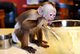 Regalo monos capuchinos fantásticos para la adopción