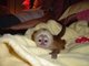 Regalo monos capuchinos para la adopción