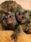 Regalo monos tití de bebé para su adopción