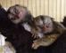 Regalo regalo monos tití capuchinos disponible