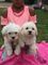 Registrado Bichon Frise cachorros - Foto 1