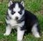 Registrado pura raza husky siberiano cachorros