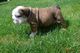 Registrados boerboel pups