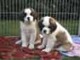 Saint Bernard Puppies para un buen hogar - Foto 1