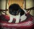 Se vende cachorritos de akita americano - Foto 1