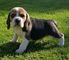 Se vende camada de beagles - Foto 1