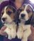 Se vende camada de beagles - Foto 2