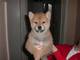 Se venden cachorros Akita americano - Foto 2