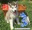 Se venden increíbles cachorros de alaskan malamute - Foto 1