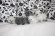 Som puppycat un centre de cria de gatets perses - Foto 2