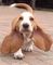 Tener un Bassett hound - Foto 1