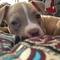 Vendo cachorro raza american bully