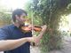Violinista para eventos musicales - Foto 2