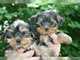 Yorkshire terrier cachorros