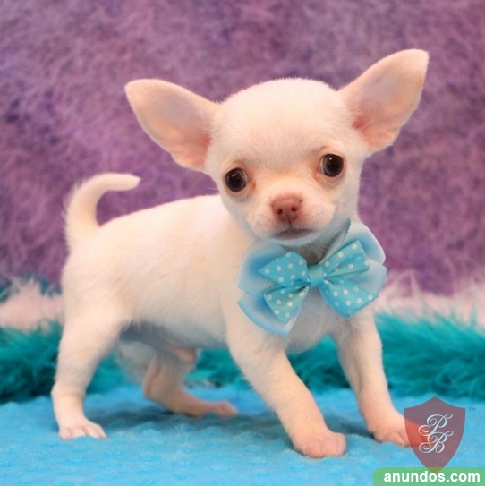TEACUP AKC cachorros de Chihuahua regalo Aguilar del Alfambra