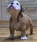 12 semanas de edad Bulldog Inglés Cachorro para regalos gratis - Foto 1