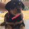 12 semanas de edad rottweiler puppies for adoption